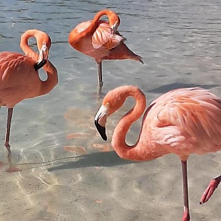 Palmita Hotel Hostel Oranjestad Zewnętrze zdjęcie