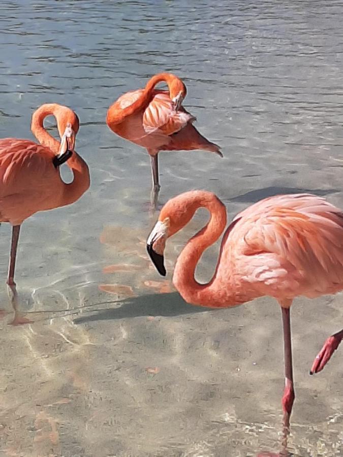 Palmita Hotel Hostel Oranjestad Zewnętrze zdjęcie