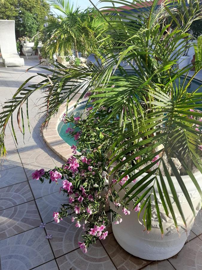 Palmita Hotel Hostel Oranjestad Zewnętrze zdjęcie