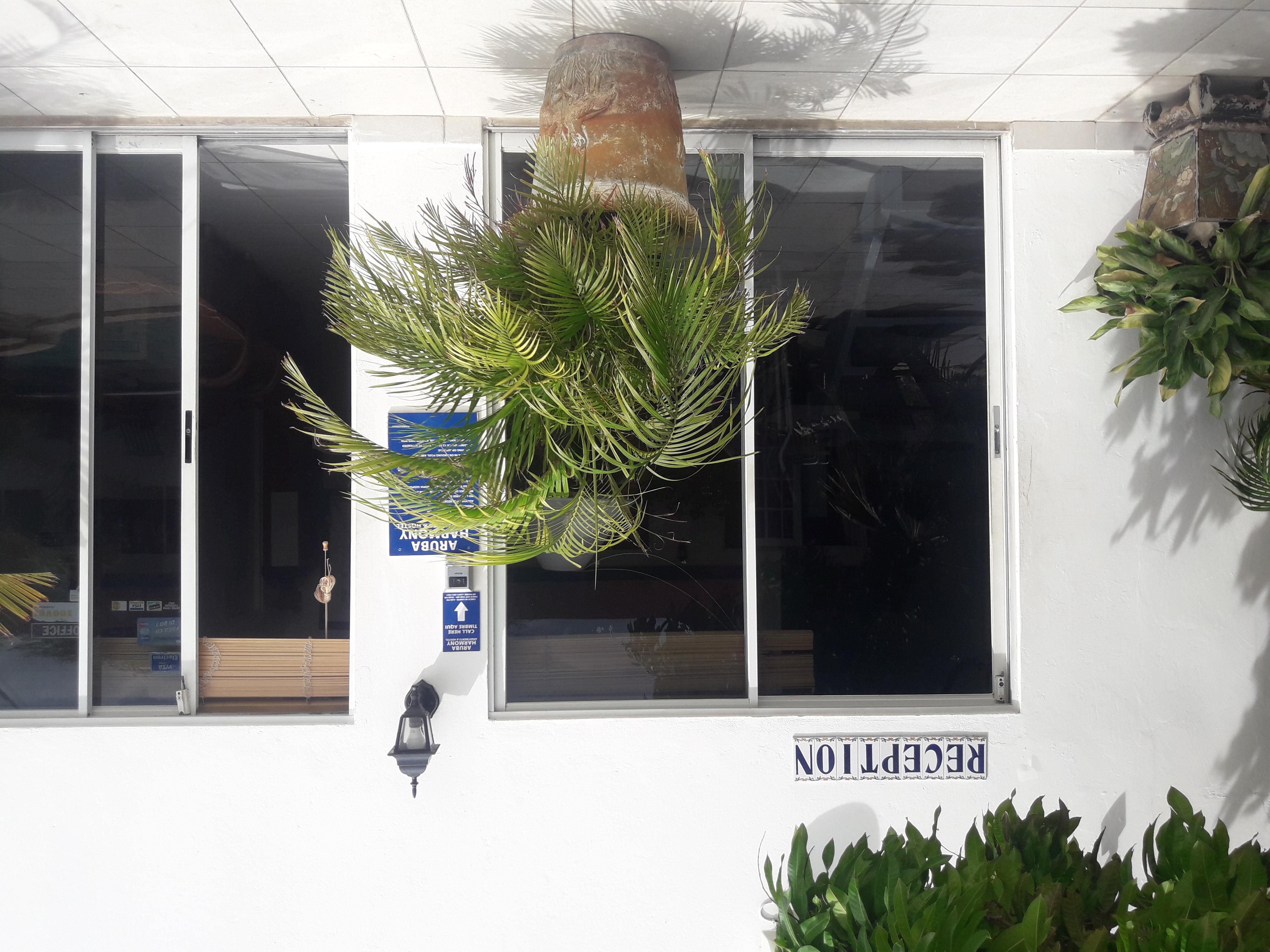 Palmita Hotel Hostel Oranjestad Zewnętrze zdjęcie